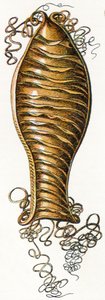 Caixa de Ovo Ridged de Catshark (Scyliorhinus), 1923 de Adolphe Philippe Millot