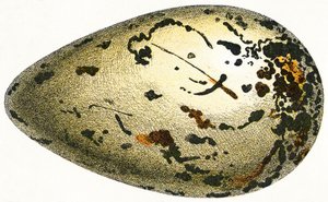 O ovo de um grande auk, 1923 de Adolphe Philippe Millot