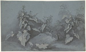 Estudo das plantas de Adriaan Boudewyns