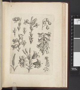 Ilustração de plantas, 