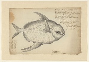 Peixe-rei (Lampris guttatus)