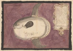 Peixe-lua do oceano (Mola mola)