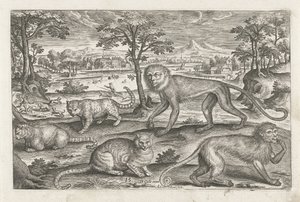 Macacos e gatos Animais de quatro patas (título da série) Animalivm Qvaddrvpedvm (título da série) de Adriaen Collaert