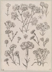 Cravo de Adriaen Collaert