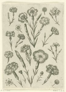 Várias raivas Florilegium (título da série) de Adriaen Collaert
