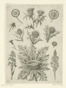 Diversos distéis
Florilegium (título da série) de Adriaen Collaert