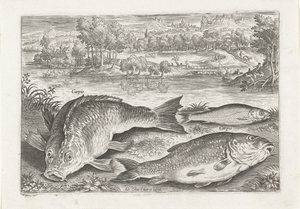 Três carpas num banco
Peixe (título da série)
Piscivm vivae icones (título da série) de Adriaen Collaert