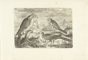 Três pássaros em uma paisagem Avium Vivae (título da série) Aves (título da série) de Adriaen Collaert