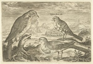 Três pássaros em uma paisagem Avium Vivae (título da série) Aves (título da série) de Adriaen Collaert
