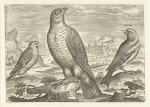Três pássaros numa paisagem
Pássaros (título da série)
Avivm vivae (título da série) de Adriaen Collaert