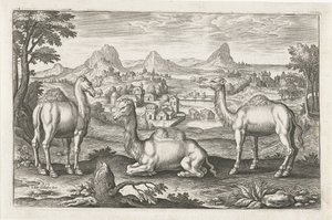 Dromedários e um camelo Animais de quatro patas (título da série) Animalivm Qvaddrvpedvm (título da série) de Adriaen Collaert