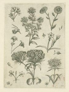 Yarrow e outras flores
Florilegium (título da série) de Adriaen Collaert