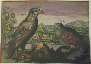 Águia e perdiz, Iconotheca Valvasoriana de Adriaen Collaert
