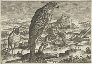 Algumas aves numa paisagem
Pássaros (título da série)
Avivm vivae (título da série) de Adriaen Collaert