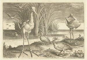 Algumas aves aquáticas em uma costa Aves (título da série) Avivm vivae (título da série) de Adriaen Collaert