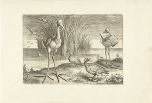 Algumas aves aquáticas numa margem
Pássaros (título da série)
Avivm vivae (título da série) de Adriaen Collaert