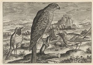 Falcão e pisco-de-peito-ruivo ou rabirruivo de Adriaen Collaert