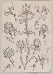 Íris de Adriaen Collaert