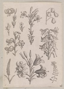 Lírios de Adriaen Collaert