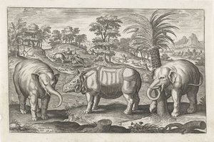 Elefantes e rinoceronte
Animais de quatro patas (título da série)
Animalivm Qvaddrvpedvm (título da série) de Adriaen Collaert