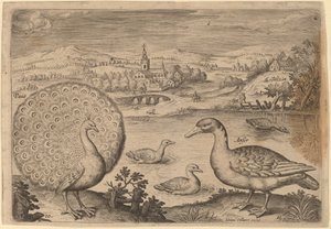 Pavão e Ganso de Adriaen Collaert