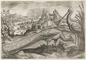 Pavão e cegonha