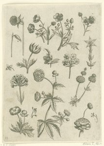 Ranúnculo, primula e ranúnculos
Florilegium (título da série) de Adriaen Collaert