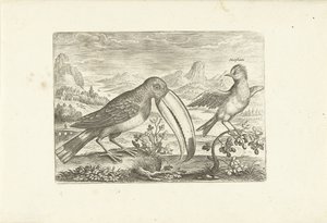 Dois pássaros exóticos em uma paisagem Aves (título da série) Avium vivae (título da série) de Adriaen Collaert