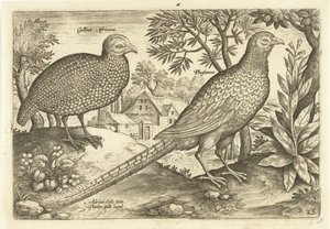 Duas galinhas em uma paisagem Avivm Vivae (título da série) Aves (título da série) de Adriaen Collaert