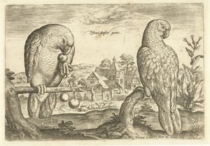 Dois papagaios numa paisagem
Avivm Vivae (título da série)
Pássaros (título da série) de Adriaen Collaert