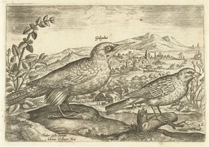 Dois pássaros em uma paisagem Avium Vivae (título da série) Aves (título da série) de Adriaen Collaert