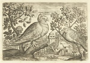 Dois pássaros numa paisagem
Avivm Vivae (título da série)
Pássaros (título da série) de Adriaen Collaert
