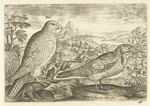 Dois pássaros numa paisagem
Avivm Vivae (título da série)
Pássaros (título da série) de Adriaen Collaert