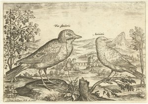 Dois pássaros em uma paisagem Aves (título da série) Avium Vivae (título da série) de Adriaen Collaert