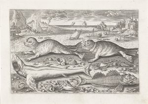 Duas focas e dois peixes na praia Pesca (título da série) Piscivm vivae icons (título da série) de Adriaen Collaert