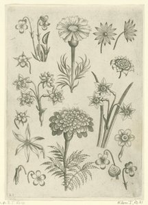 Várias flores, mariscos e narcisos
Florilegium (título da série) de Adriaen Collaert