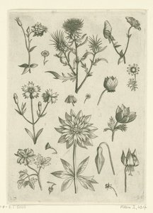 Várias flores, incluindo akelei e ciclame
Florilegium (título da série) de Adriaen Collaert