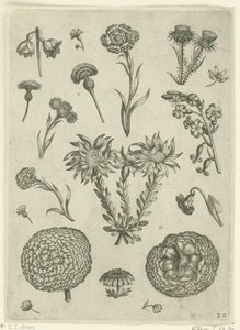 Várias flores, incluindo crisântemo e cardo
Florilegium (título da série) de Adriaen Collaert