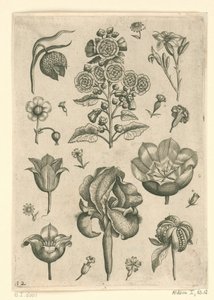 Várias flores, incluindo íris e violeta Florilegium (título da série) de Adriaen Collaert
