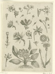 Várias flores, incluindo narcisos de trombeta Florilegium (título da série) de Adriaen Collaert