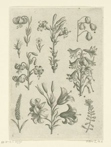 Quatro lírios grandes e algumas flores mais pequenas
Florilegium (título da série) de Adriaen Collaert