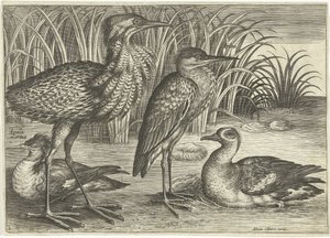 Quatro aves pernalta ao longo de um banco
Pássaros (título da série)
Avivm vivae (título da série) de Adriaen Collaert