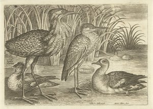 Quatro aves pernaltas ao longo de uma margem do rio Aves (título da série) Avivm vivae (título da série) de Adriaen Collaert
