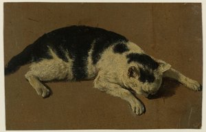 Gato deitado com a cabeça entre as patas dianteiras de Adriaen van de Velde (attributed to)
