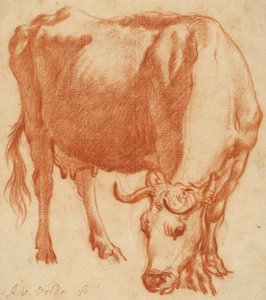 Uma vaca pastando, c.1663 (desenho a giz vermelho)