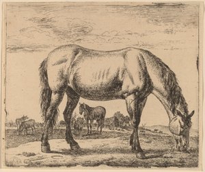 Cavalo pastando de Adriaen van de Velde