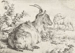 Cabra Deitada, 1670 de Adriaen van de Velde