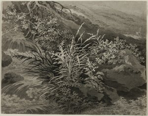 Canto do prado com juncos e outras plantas