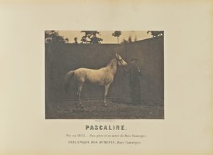 Pascalina