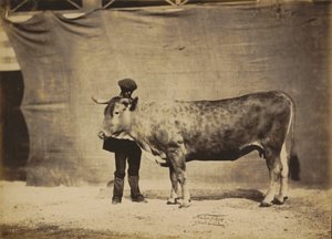 Vaca Garonnaise, 5 a 6 anos, 1856.